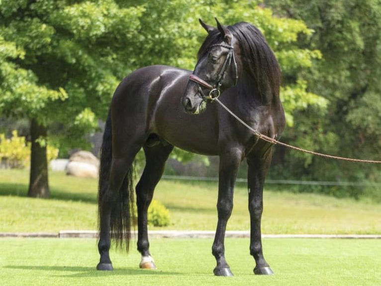 PRE Croisé Étalon 4 Ans 164 cm Noir in NAVAS DEL MADRONO