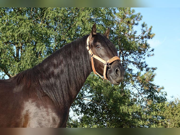 PRE Croisé Étalon 4 Ans 164 cm Noir in Bötersen