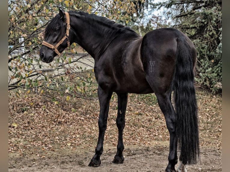 PRE Croisé Étalon 4 Ans 164 cm Noir in Bötersen