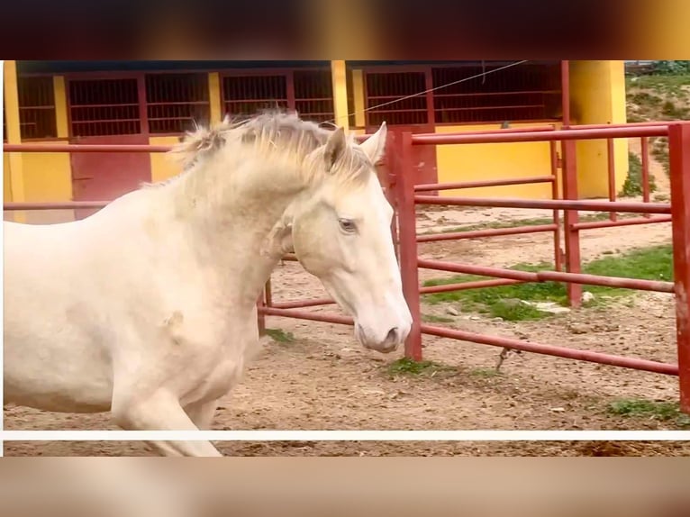 PRE Étalon 4 Ans 164 cm Perlino in Galaroza (HUELVA)