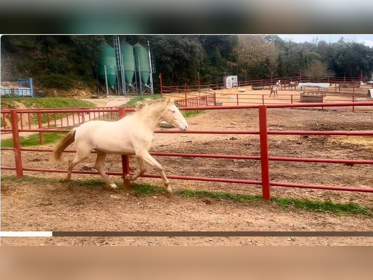 PRE Étalon 4 Ans 164 cm Perlino in Galaroza (HUELVA)