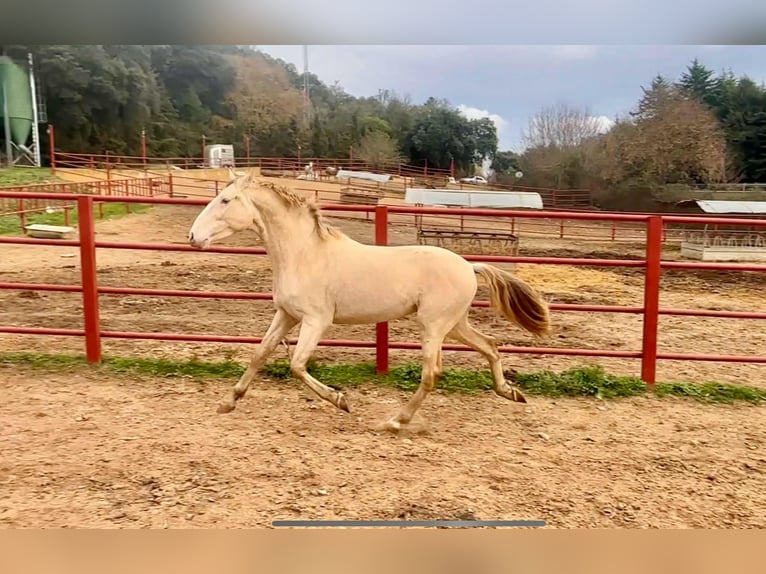 PRE Étalon 4 Ans 164 cm Perlino in Galaroza (HUELVA)