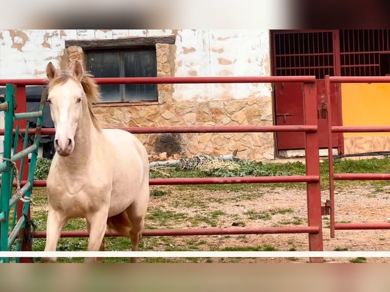 PRE Étalon 4 Ans 164 cm Perlino in Galaroza (HUELVA)