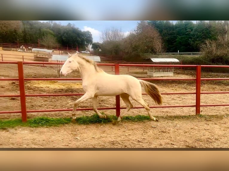 PRE Étalon 4 Ans 164 cm Perlino in Galaroza (HUELVA)