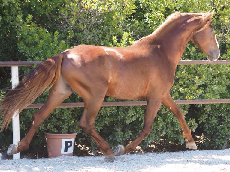 PRE Croisé Étalon 4 Ans 165 cm Alezan brûlé in NAVAS DEL MADRONO