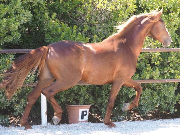 PRE Croisé Étalon 4 Ans 165 cm Alezan brûlé in NAVAS DEL MADRONO