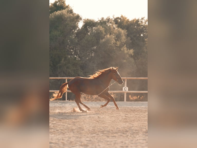 PRE Étalon 4 Ans 165 cm Alezan in Felanitx