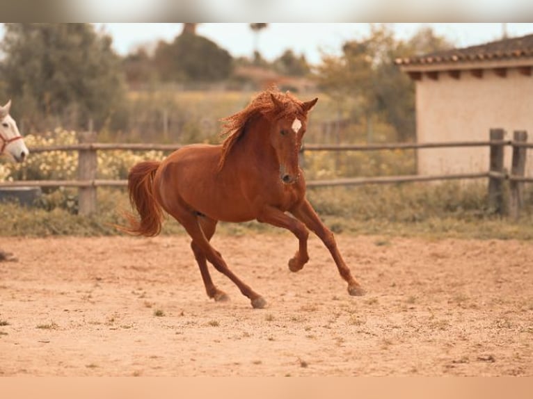 PRE Étalon 4 Ans 165 cm Alezan in Felanitx