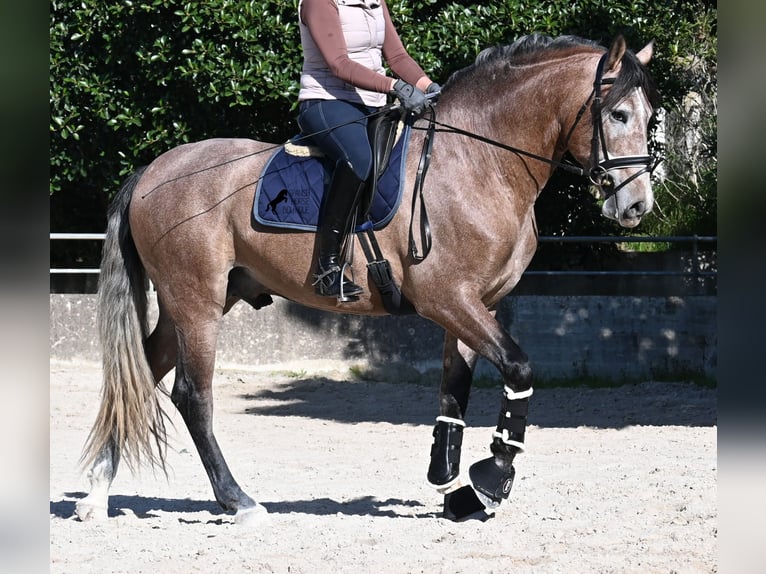 PRE Croisé Étalon 4 Ans 165 cm Aubère in Mallorca