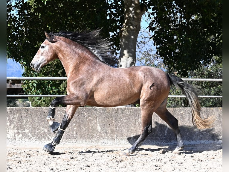 PRE Croisé Étalon 4 Ans 165 cm Aubère in Mallorca