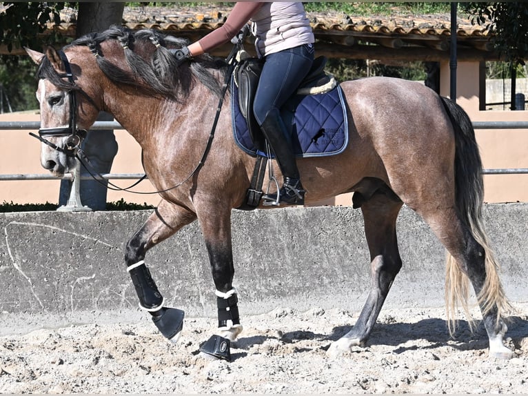 PRE Croisé Étalon 4 Ans 165 cm Aubère in Mallorca