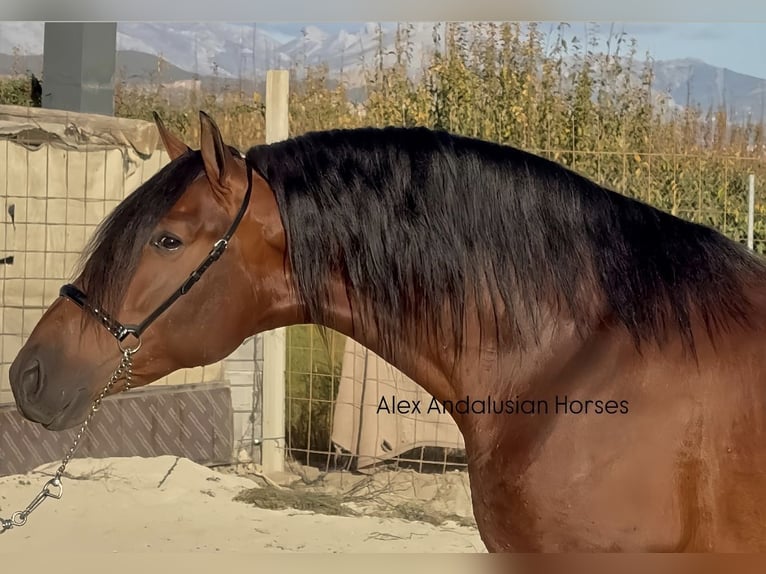 PRE Croisé Étalon 4 Ans 165 cm Bai brun in Sevilla