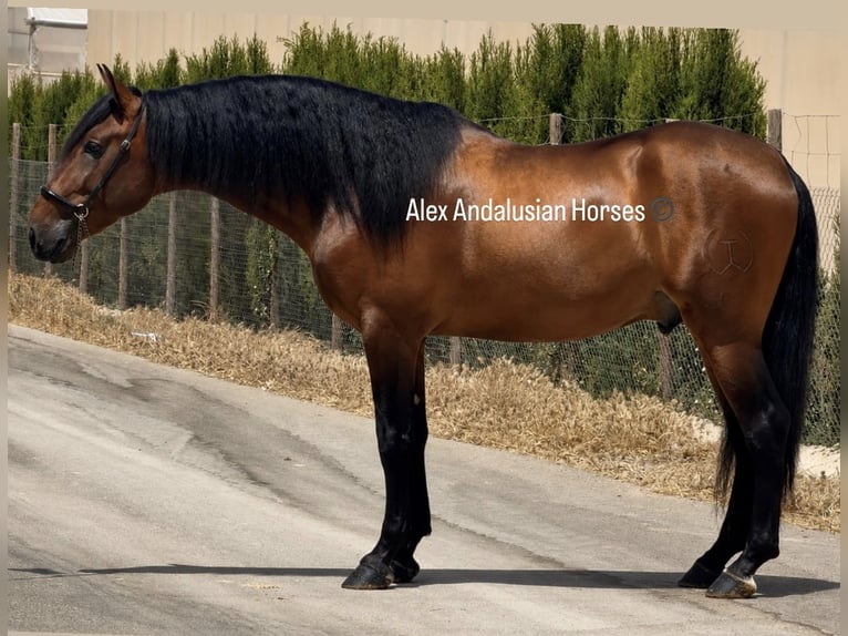 PRE Croisé Étalon 4 Ans 165 cm Bai in Sevilla