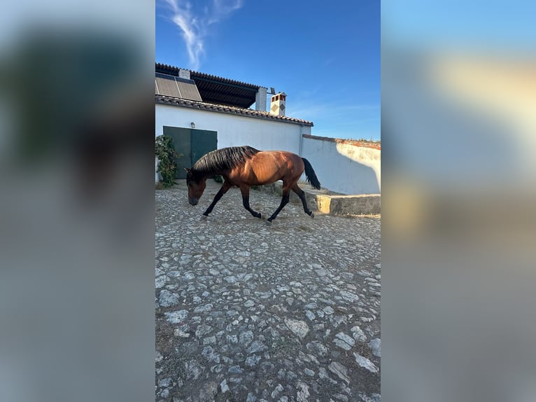 PRE Étalon 4 Ans 165 cm Bai in Caceres