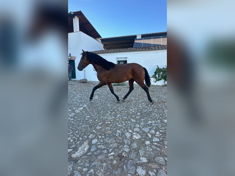 PRE Étalon 4 Ans 165 cm Bai in Caceres