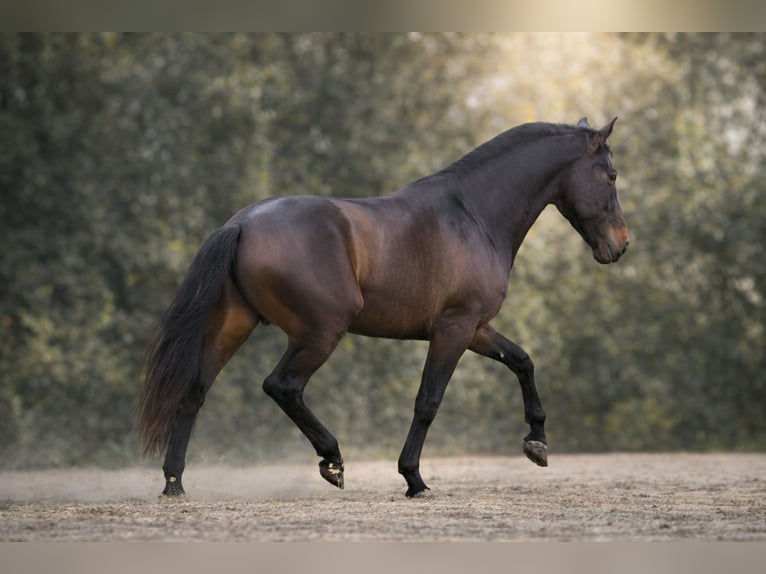 PRE Croisé Étalon 4 Ans 165 cm Bai in Navas Del Madroño