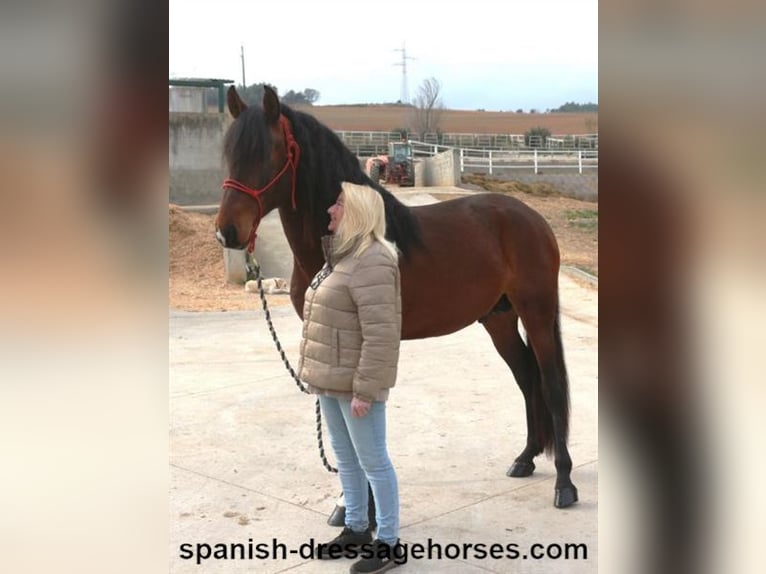 PRE Croisé Étalon 4 Ans 165 cm Bai in Barcelona