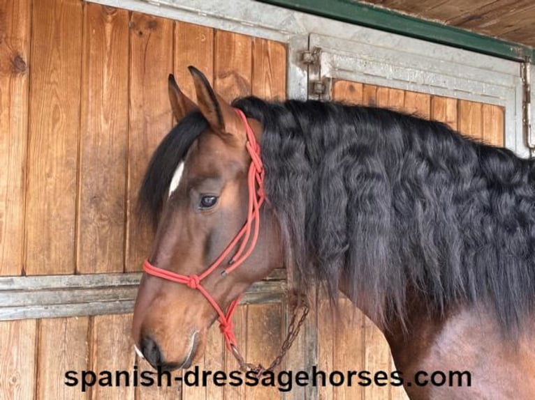 PRE Croisé Étalon 4 Ans 165 cm Bai in Barcelona