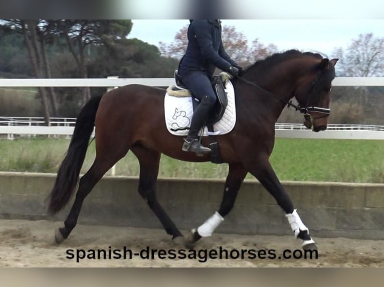 PRE Croisé Étalon 4 Ans 165 cm Bai in Barcelona