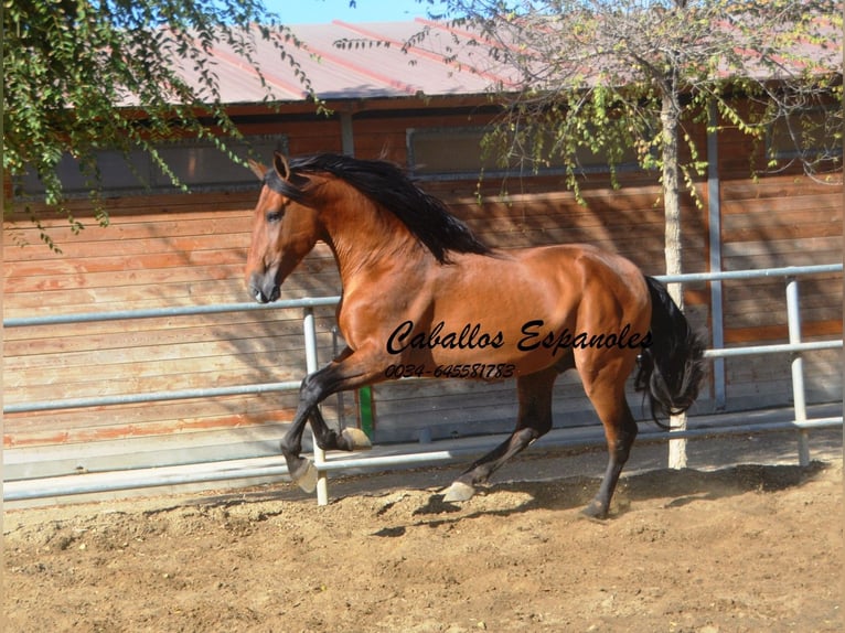 PRE Étalon 4 Ans 165 cm Bai in Vejer de la Frontera