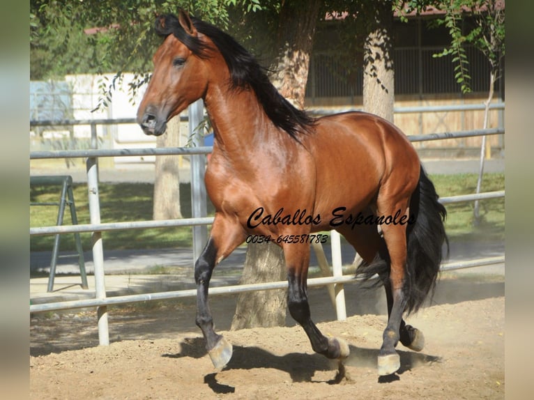 PRE Étalon 4 Ans 165 cm Bai in Vejer de la Frontera