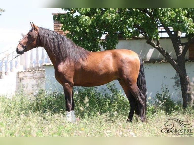 PRE Étalon 4 Ans 165 cm Bai in Barcelona