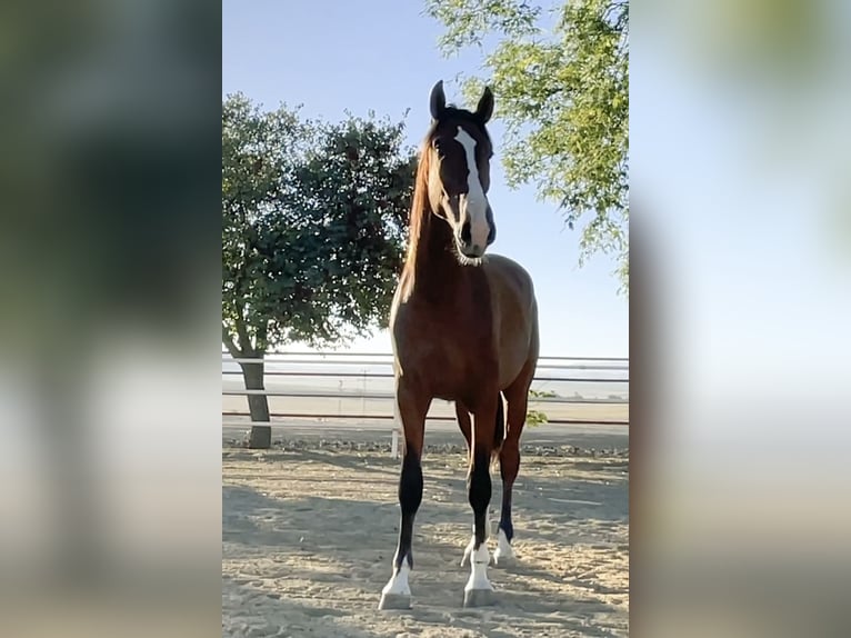 PRE Étalon 4 Ans 165 cm Bai in MORON DE LA FRONTERA