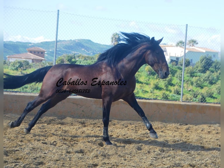 PRE Étalon 4 Ans 165 cm Bai in Vejer de la Frontera