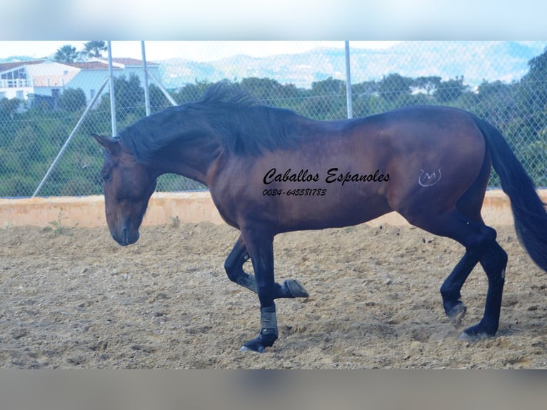 PRE Étalon 4 Ans 165 cm Bai in Vejer de la Frontera