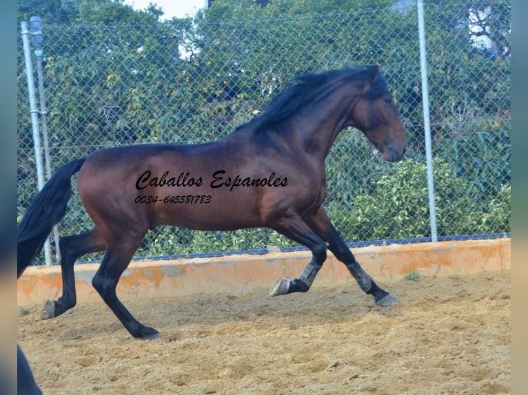 PRE Étalon 4 Ans 165 cm Bai in Vejer de la Frontera