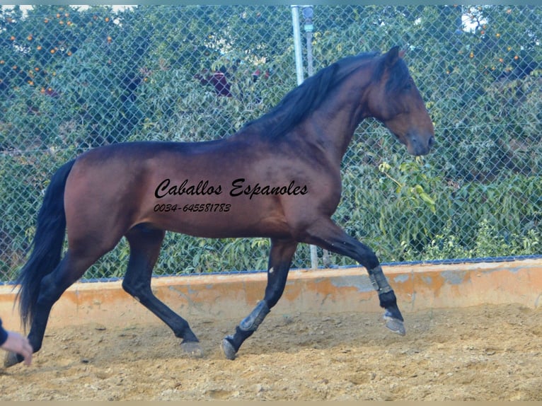 PRE Étalon 4 Ans 165 cm Bai in Vejer de la Frontera