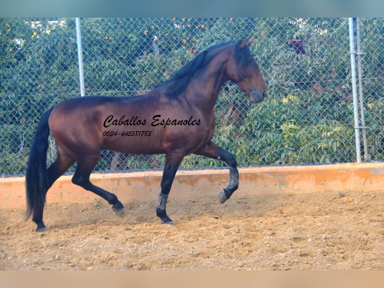 PRE Étalon 4 Ans 165 cm Bai in Vejer de la Frontera