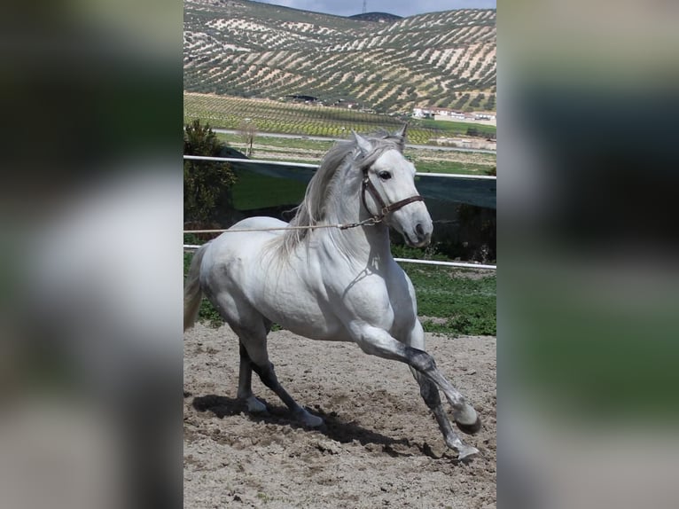 PRE Croisé Étalon 4 Ans 165 cm in Almerimar