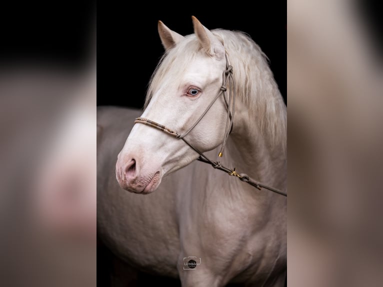 PRE Étalon 4 Ans 165 cm Cremello in Büttelborn