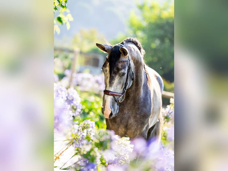 PRE Étalon 4 Ans 165 cm Gris in Ullastrell