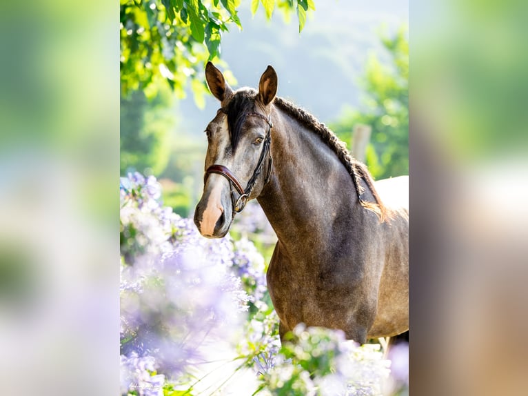 PRE Étalon 4 Ans 165 cm Gris in Ullastrell