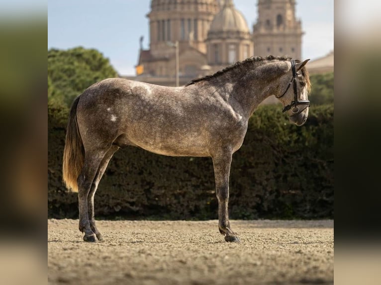 PRE Croisé Étalon 4 Ans 165 cm Gris in Sevilla