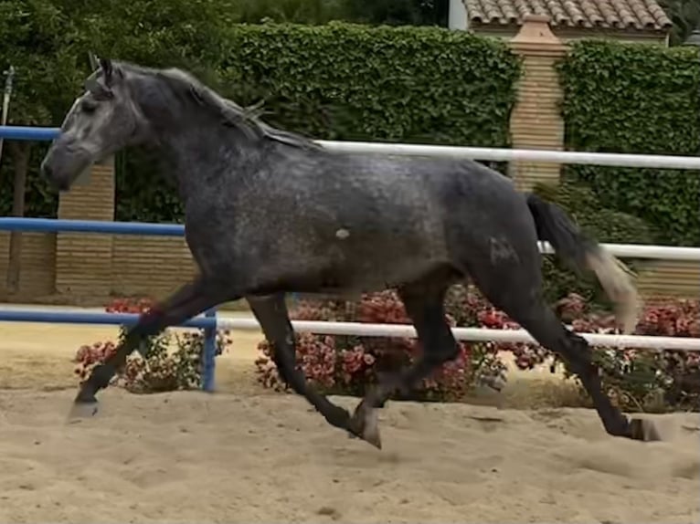 PRE Croisé Étalon 4 Ans 165 cm Gris in Fuentes De Andalucia