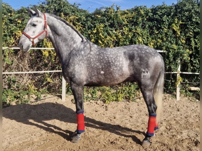 PRE Croisé Étalon 4 Ans 165 cm Gris in Fuentes De Andalucia