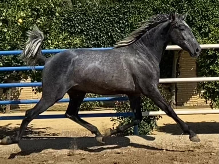 PRE Croisé Étalon 4 Ans 165 cm Gris in Fuentes De Andalucia