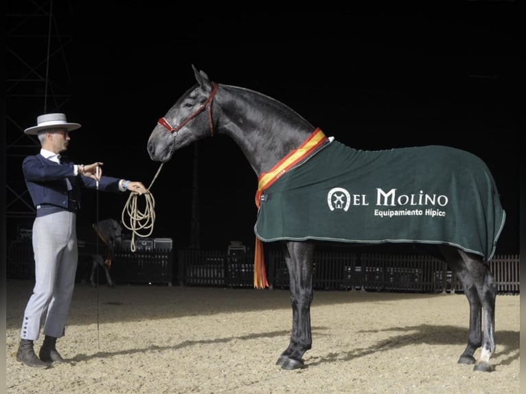 PRE Croisé Étalon 4 Ans 165 cm Gris in Fuentes De Andalucia