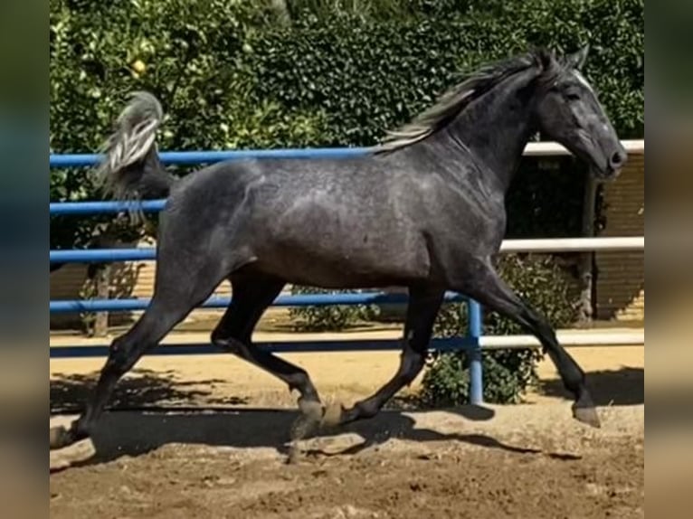 PRE Croisé Étalon 4 Ans 165 cm Gris in Fuentes De Andalucia