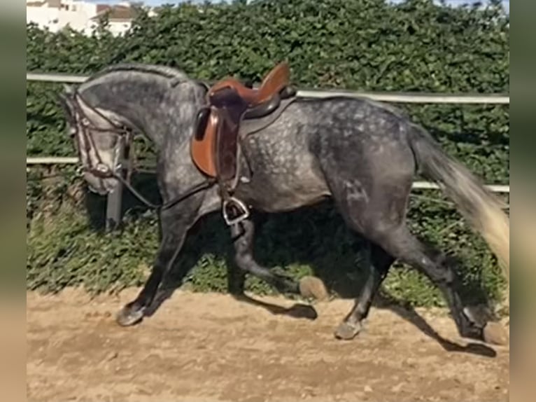 PRE Croisé Étalon 4 Ans 165 cm Gris in Fuentes De Andalucia