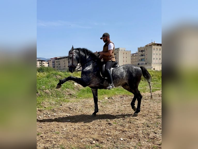 PRE Étalon 4 Ans 165 cm Gris in Malaga