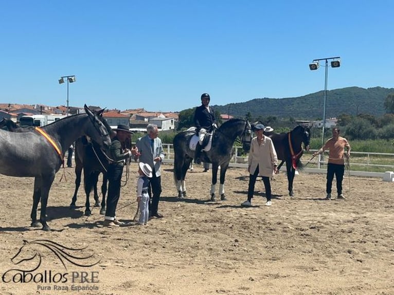 PRE Étalon 4 Ans 165 cm Gris in Malaga