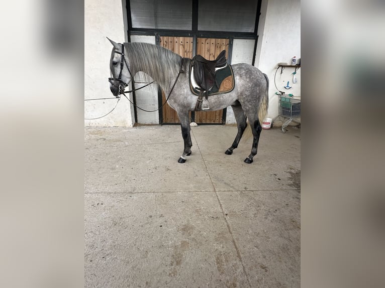 PRE Étalon 4 Ans 165 cm Gris pommelé in Valderrubio