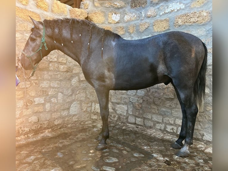 PRE Croisé Étalon 4 Ans 165 cm Gris pommelé in Martfeld