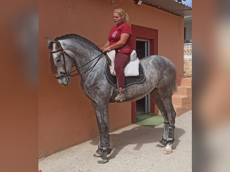 PRE Étalon 4 Ans 165 cm Gris pommelé in Pedralba