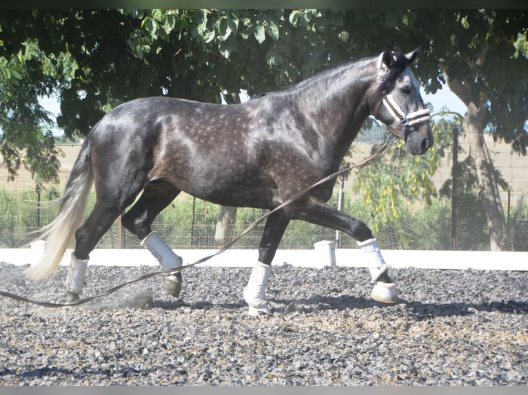 PRE Étalon 4 Ans 165 cm Gris pommelé in Vejer de la Fronera