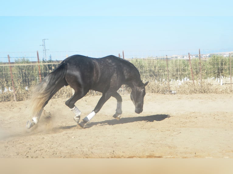 PRE Étalon 4 Ans 165 cm Gris pommelé in Vejer de la Fronera